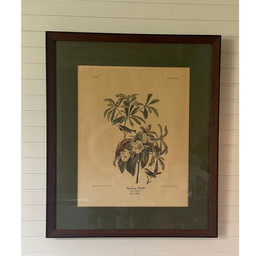 Framed Audubon Bachman’s Warbler Reproduction Print 1980s Wall Art